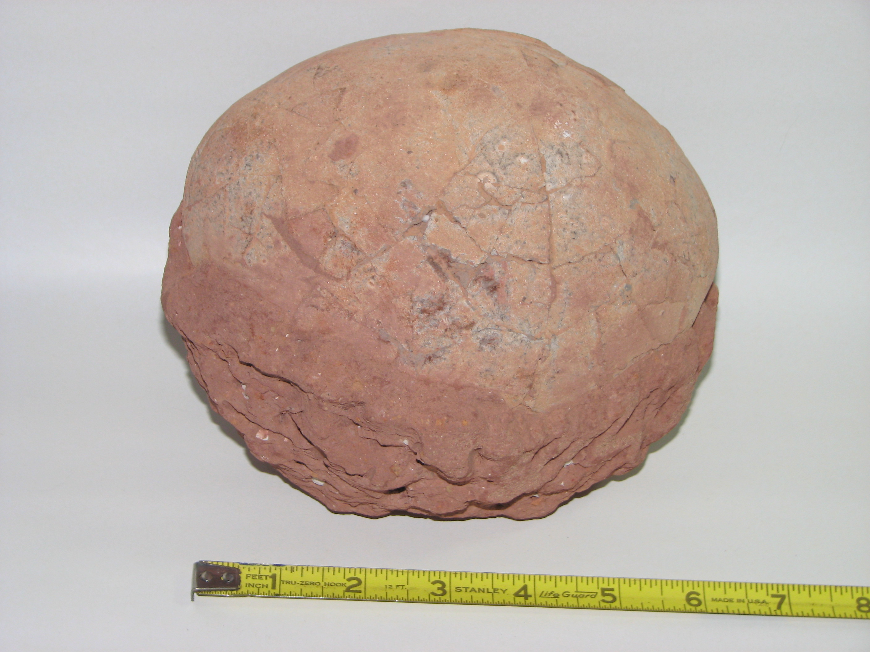 jurassic era dinosaur egg